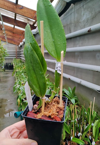 Cattleya warneri suavissima 'Santa Tereza' x self.jpg