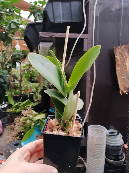 Cattleya nobilior vinicolor 'Dona Julia' x concolor.jpg