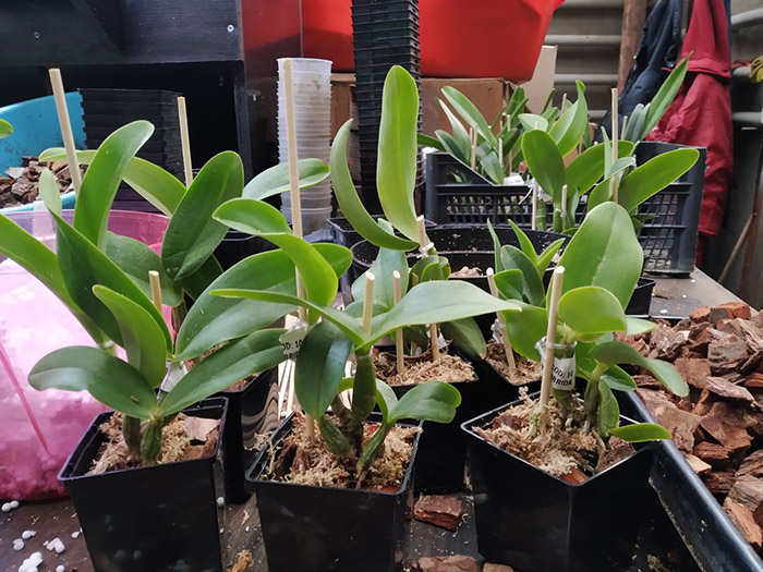 Cattleya nobilior vinicolor 'Dona Julia' x concolor.jpg