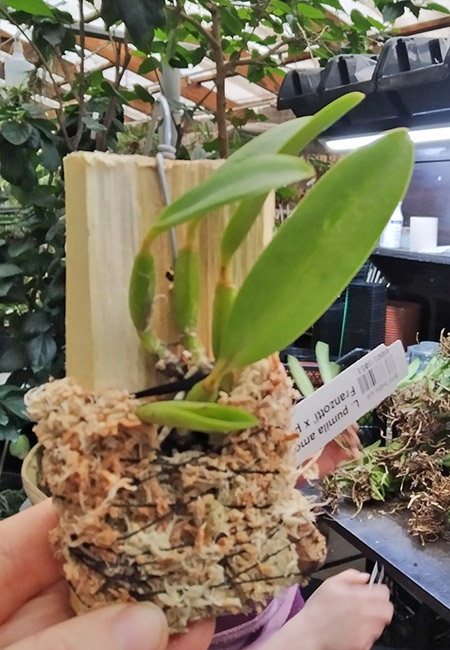 Laelia pumila amoena 'Carolina Franzotti' x pumila delicata.jpg