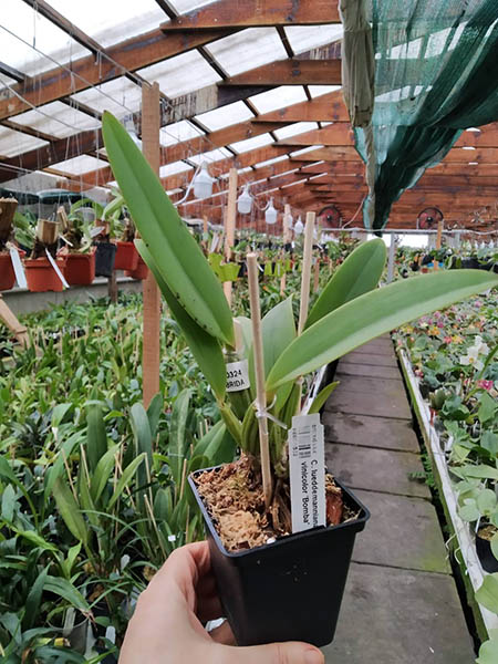 Cattleya lueddemanniana concolor x vinicolor 'Bomba'.jpg