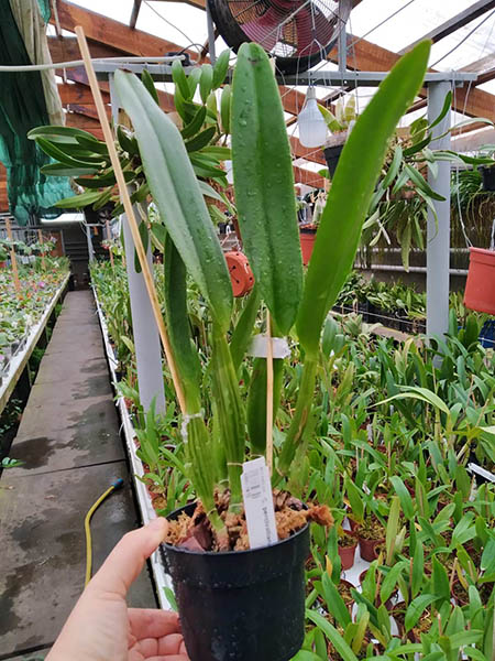 Cattleya percivalliana tipo 'Thiago'.jpg