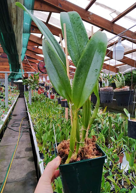 Cattleya percivaliana tipo 'Carla Porto'.jpg