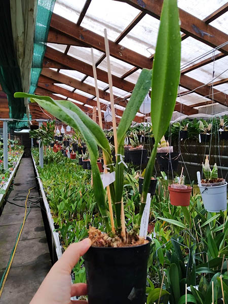 Cattleya percivaliana 'Remolacha' var marmorada.jpg