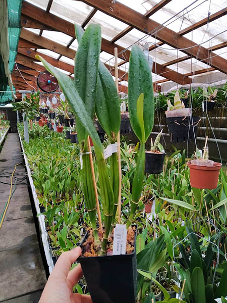 Cattleya percivaliana albescens 'Caracas'.jpg