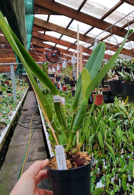 Cattleya percivalliana tipo 'Gabriela' (nativa).jpg