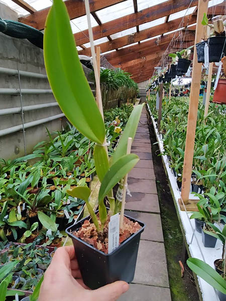 Cattleya labiata amesiana '438' x concolor '378' ( tipo mosca).jpg