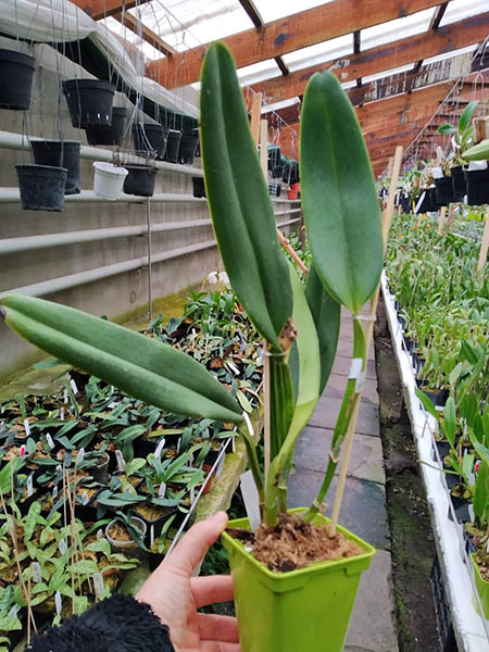 Cattleya labiata semi-alba carnea.jpg