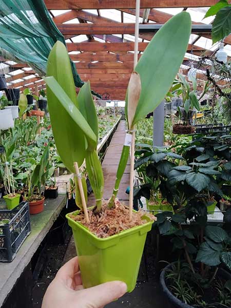 Cattleya warneri tipo x tipo.jpg