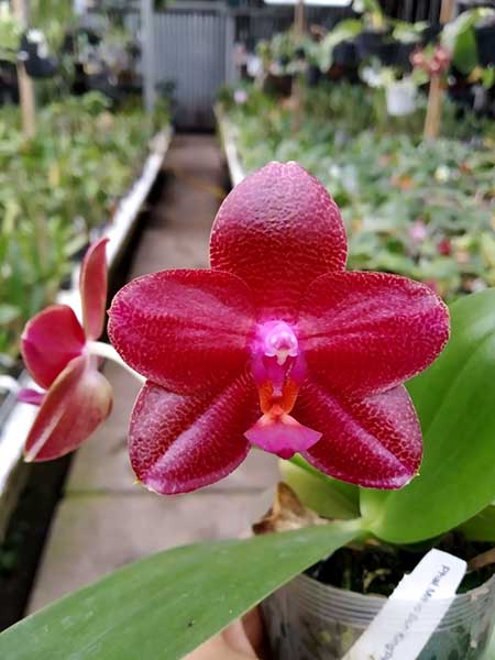 Phalaenopsis Mituo Sun King 'Prince'.jpg