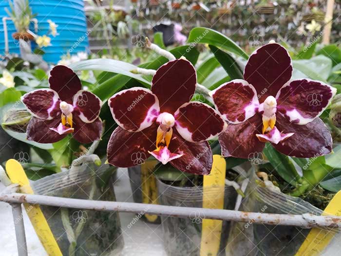 Phalaenopsis YangYang Black Berry.jpg