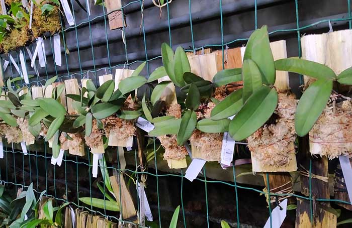 Cattleya schilleriana rubra x labelao.jpg