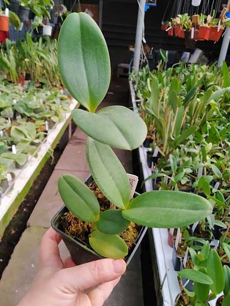 Sophrolaeliocattleya Jungle Hotspot 'SVO Splash Spots' x Brassolaeliocattleya Sunspots 'Sandy'.jpg