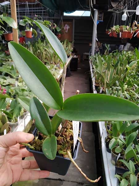 Cattleya leopoldii.jpg