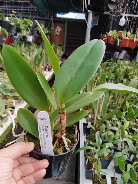 Cattleya Dubiosa.jpg