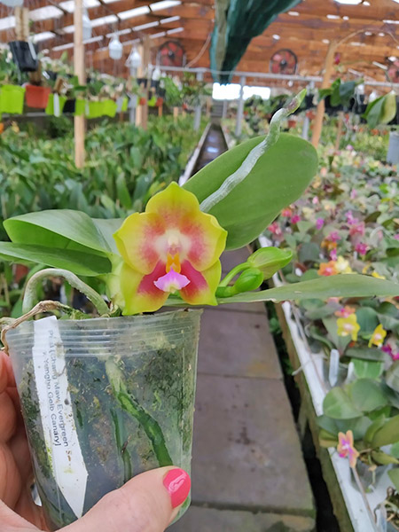 Phalaenopsis Chang Maw Evergreen x Yungho Gelb Canary.jpg