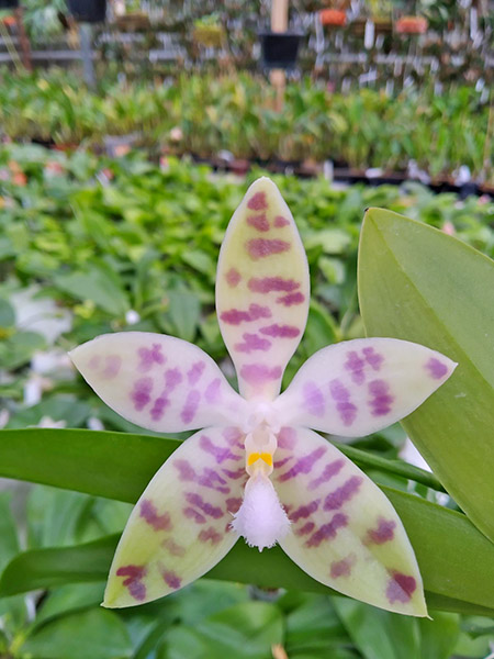 Phalaenopsis Penang Violacea x tetraspis.jpg