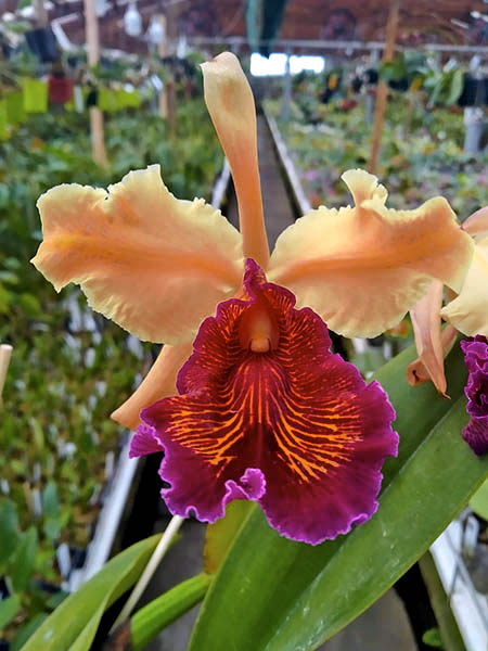 Cattleya dowiana rosita x self.jpg