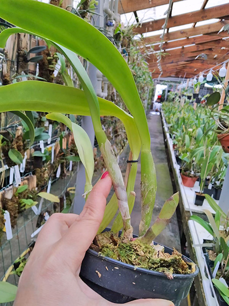 Cattleya trianae coerulea (36-8) x Cattleya lueddemanniana coerulea 'Pedra Azul'.jpg