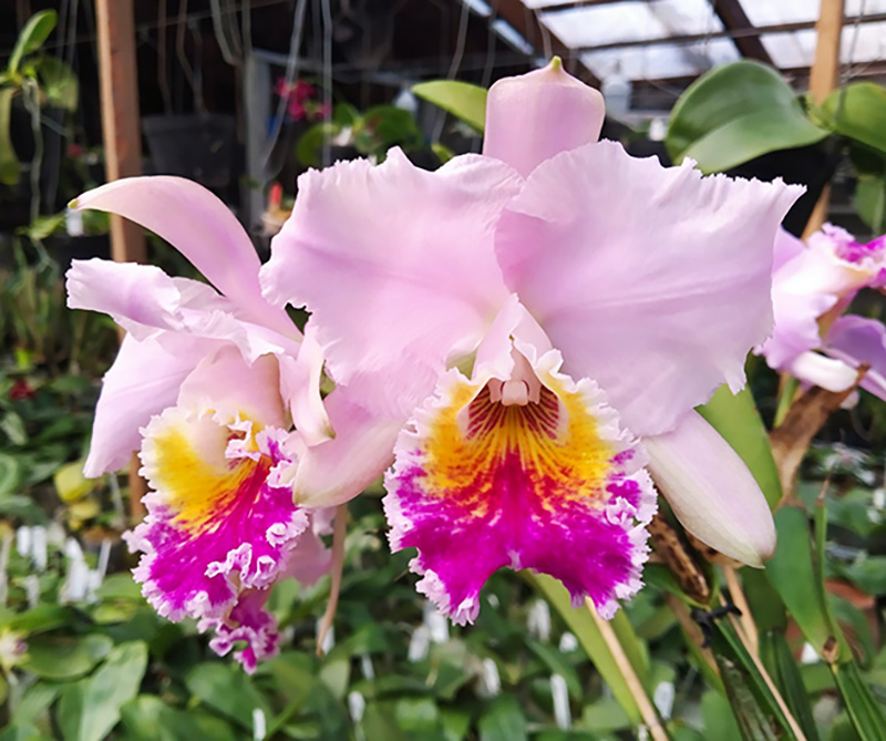 Cattleya mossiae yellow lip x coerulea 'Pablo'.jpg