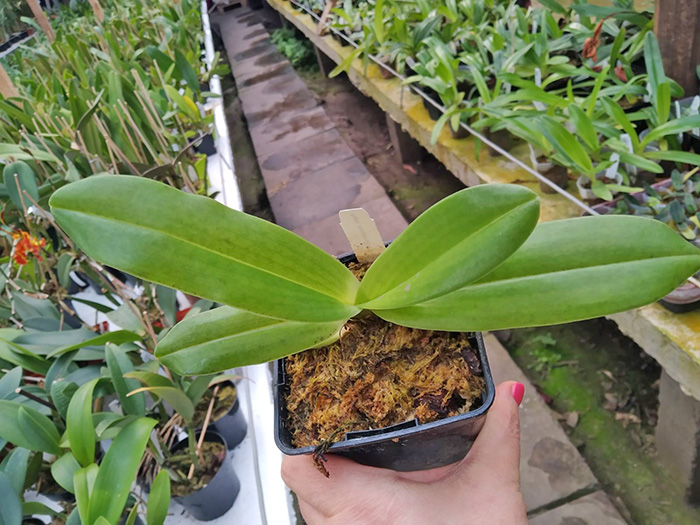 Paphiopedilum rothschildianum x hangianum.jpg