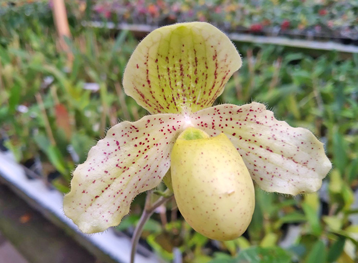 Paphiopedilum primulinum x Greyi.jpg