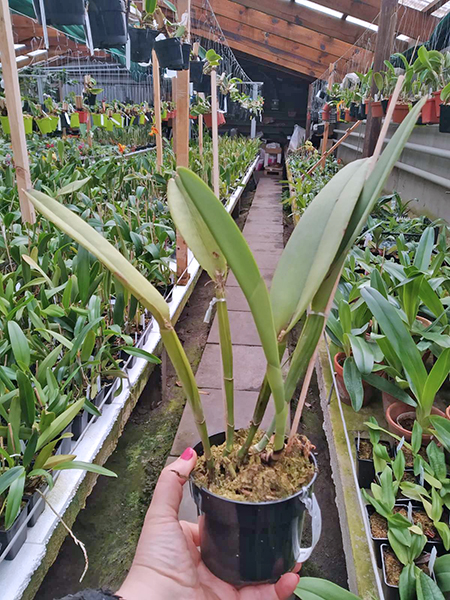 Cattleya maxima Ecuador.jpg