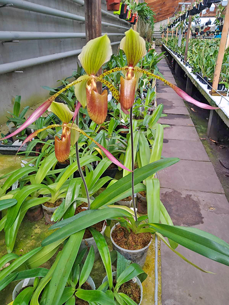 Paphiopedilum Julius Orchidfactory (rothschildianum x lowii).jpg