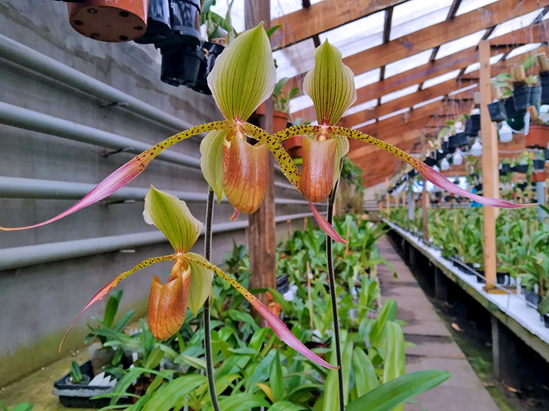 Paphiopedilum Julius Orchidfactory (rothschildianum x lowii).jpg