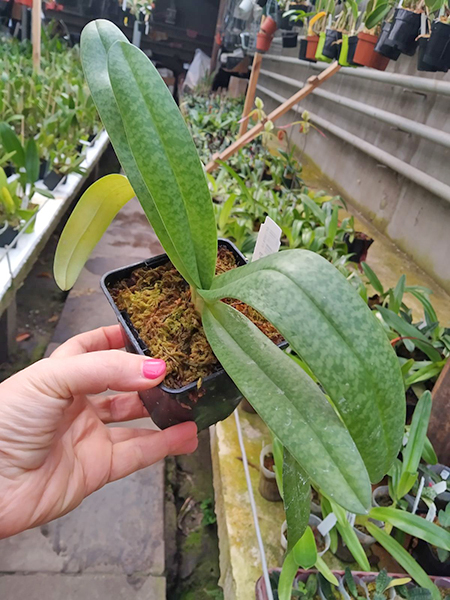 Paphiopedilum ang-thong var alba 'Snow Elf' x stonei var alba 'formosa'.jpg