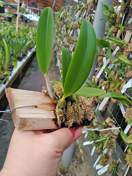 Laelia pumila semi-alba x alba.jpg