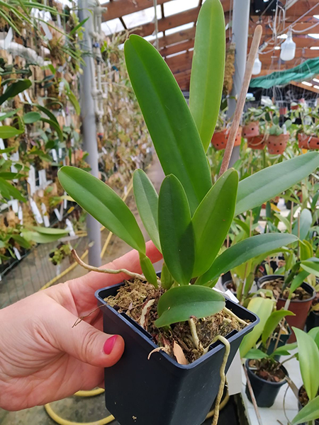 Cattleya trianae (concolor 'Nublado' x semi alba 'Esquecida').jpg