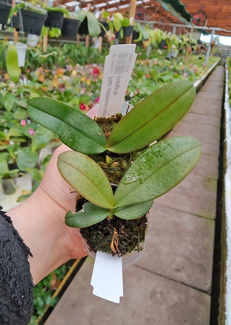 Phalaenopsis celebensis x equestris orange lip.jpg