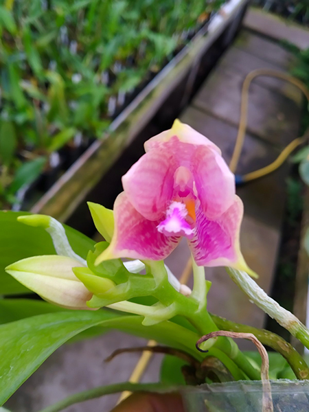 Phalaenopsis Penang Violacea x tetraspis.jpg