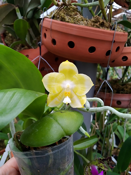 Phalaenopsis Mituo Golden Tiger 'Yellow Dragon'.jpg