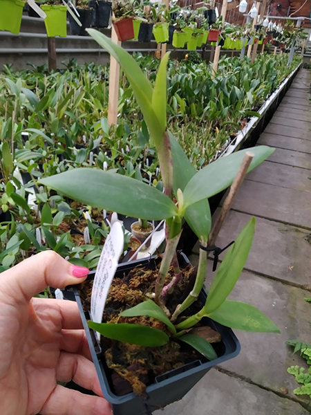 Cattleya Fascelis.jpg