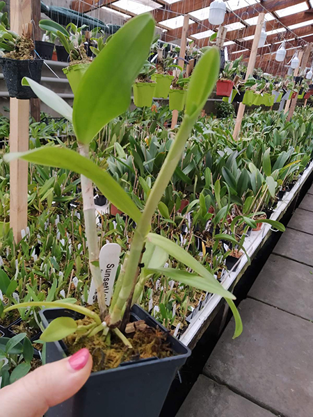 Cattleya Laura Newton coerulea.jpg