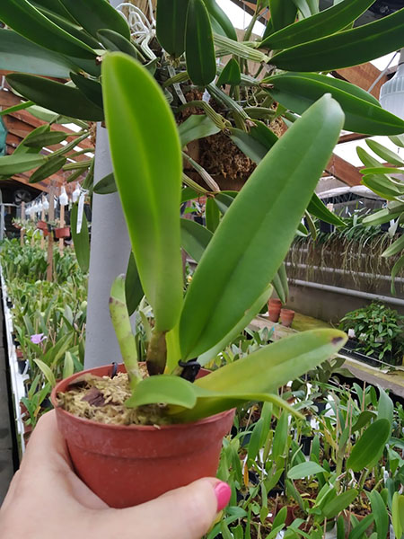 Cattleya Hardyana (warscenwiczii semi-alba x dowiana aurea).jpg