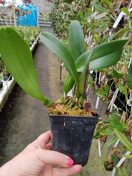 Cattleya trianae ('Mariposa' x 'Rotunda') x trilabelo.jpg