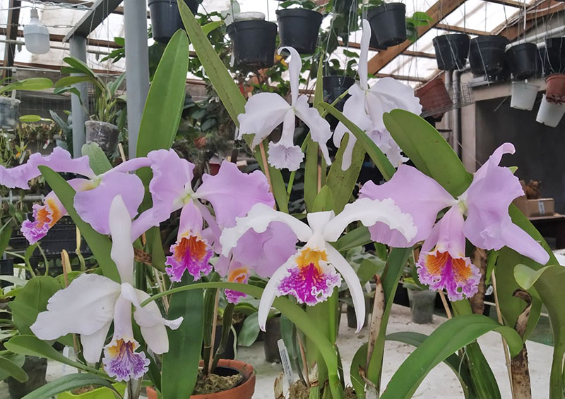 Cattleya mossiae.jpg