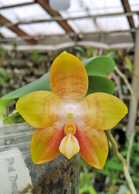 Phalaenopsis Zheng Min Muscadine x amboinensis flava.jpg