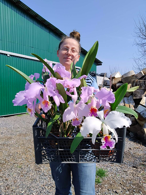 Cattleya mossiae.jpg