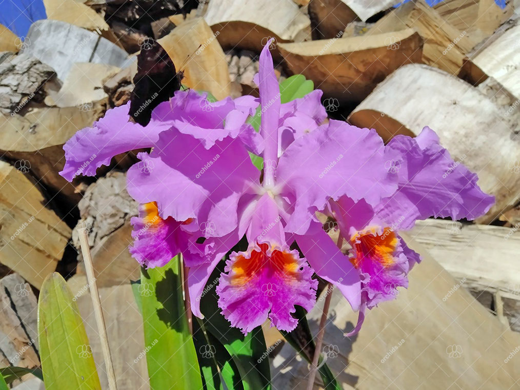 Cattleya mossiae yellow lip x coerulea 'Pablo'.jpg