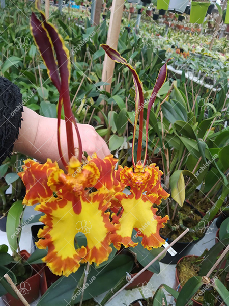 Psychopsis Mariposa 'Green Valley'.jpg