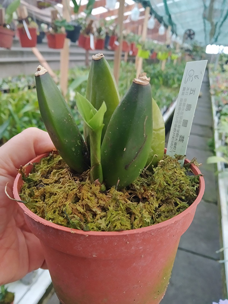 Lycaste leucantha x Auburn '392-3'.jpg