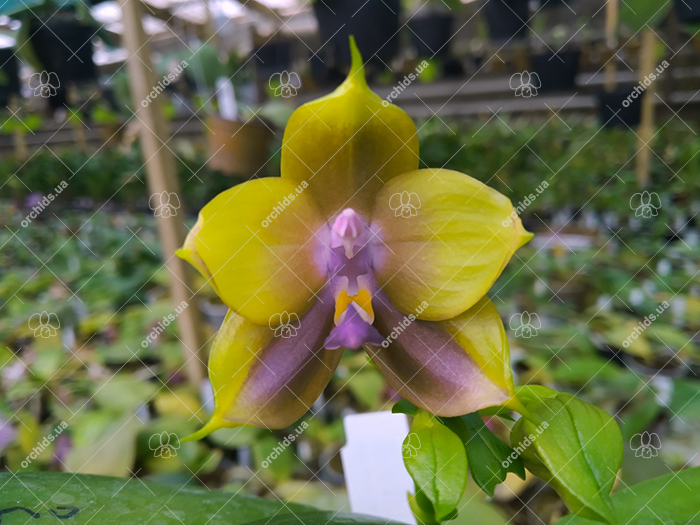 Phalaenopsis Mituo Princess 'Sapphire'.jpg