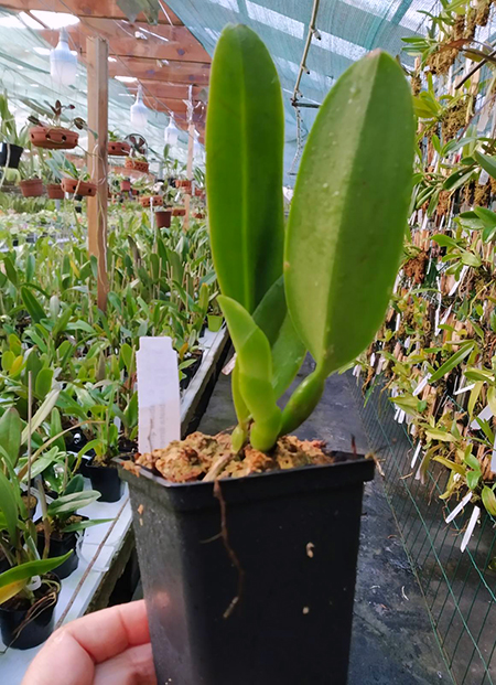 Cattleya labiata amesiana 'Gabriel Uliana' x labiata amesiana 'Caliman'.jpg