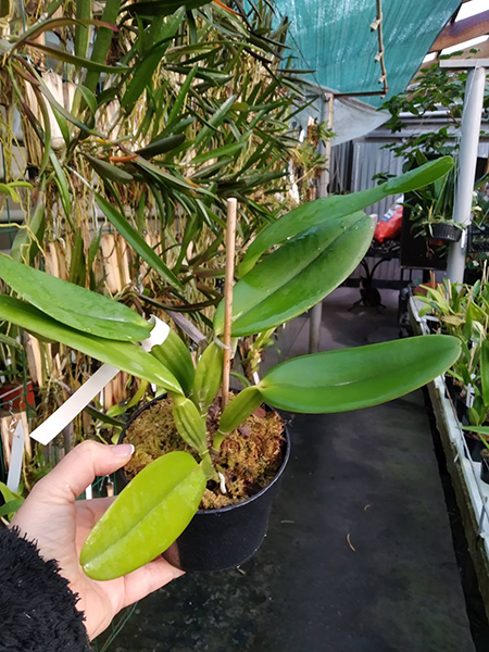 Cattleya labiata ('Cara Grande' x 'Cesar Iacavoni').jpg