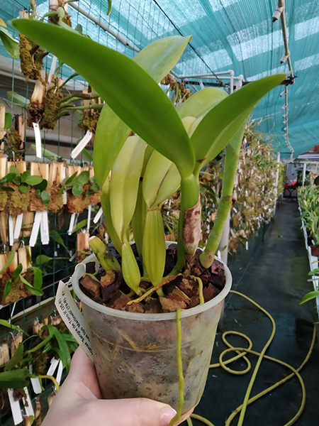 Cattleya trianae 'Sangre de Toro II' (25-8) x Cattleya trianae tipo 'Martinelli' (78-8).jpg