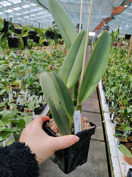 Cattleya maxima (Peruvian type).jpg